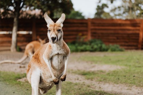 Prezydent Australii – kim jest?